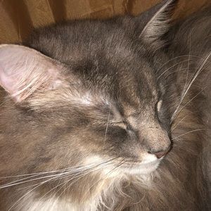 Meet your Posher, Grace